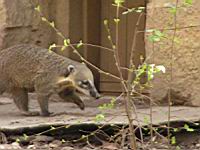 Coati - Nasua nasua (fam Procyonides) (5)